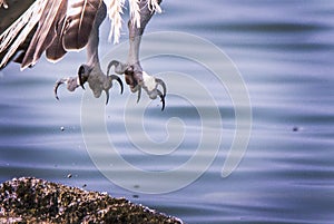 Osprey with catch at sea shore