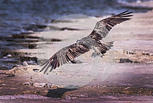 Osprey with catch at sea shore