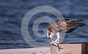 Osprey with catch at seashore