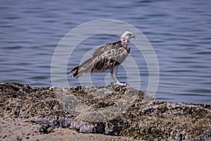 Osprey with catch at seashore