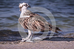 Osprey with catch at seashore