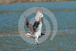 Osprey catches a fish from the lake and grasps it in his talons.