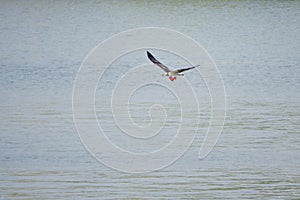 Osprey catches fish