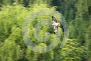 Osprey catches fish