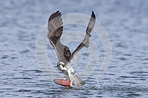 Osprey catches kokanee salmon. photo