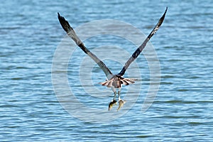 Osprey catches two fish