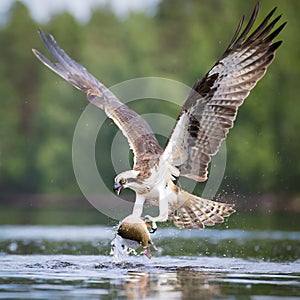 Osprey catching a fish