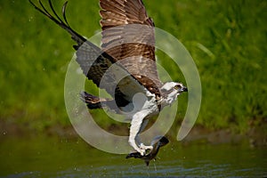 Osprey catching fish. Flying osprey with fish. Action scene with osprey in the nature water habitat. Osprey with fish in fly. Bird photo