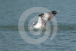 Osprey catching fish from the lake.