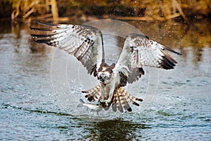 Osprey catching a fish photo