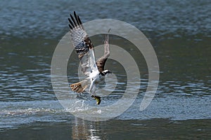 Osprey catching a fish and taking off from water