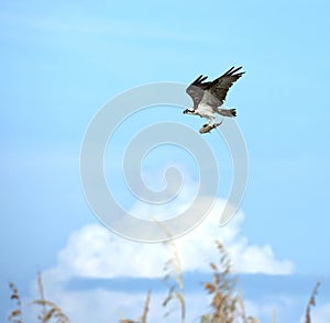 Osprey with catfish dinner