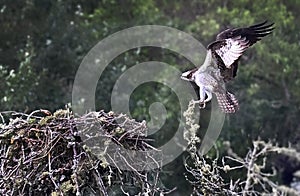 Osprey at Chatham, Cape Cod Lands on Nest