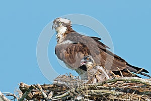 Osprey And Chick