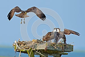 Osprey Chicks