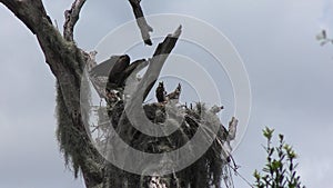 Osprey with Chicks in a Nest.