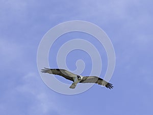 Osprey circling overhead photo
