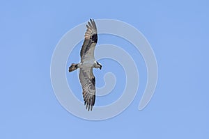 Osprey Circling in Search of Prey