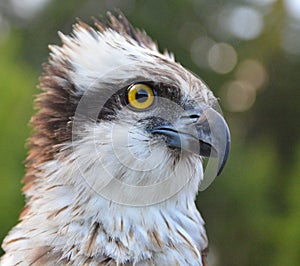 Osprey close up