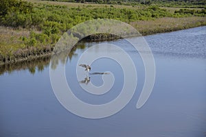 An osprey comes out of the waterway using its strong wings as a catapult