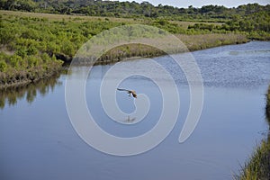 An osprey is comfortable hunting in the Egans Creek Greenway