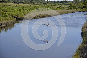 An osprey completes it fishing dive on Amelia Island