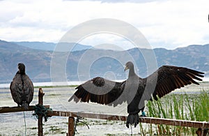 Osprey in Dali Erhai Lake photo