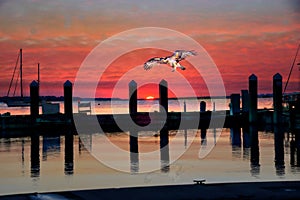 Osprey Descends Upon a North Florida Village Harbor as Sunset Approaches