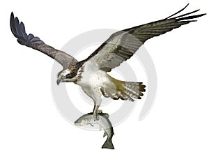 Osprey photo