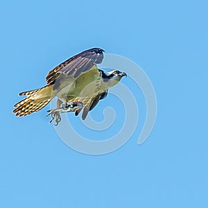 Osprey with Dinner