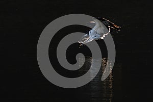 Osprey Dive VI