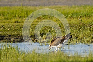 Osprey Drinking Water in Marsh