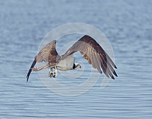 Osprey Eagle Fishing
