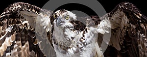 Osprey eagle with wings spread banner