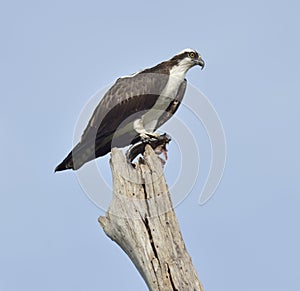 Osprey Eating Fish