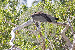 Osprey Eating Fish