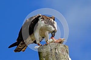 Osprey eating fish on a light pole