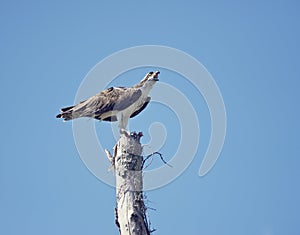 Osprey eating fish