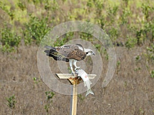 Osprey Eating a Fish on a Perch