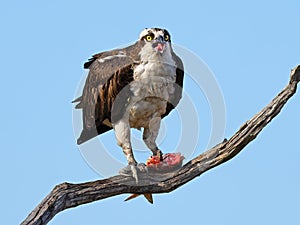 Osprey Eating a Fish in a Tree