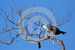 Osprey eating fish on a tree