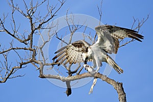 Osprey eating fish on a tree