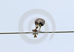 Osprey Eating a Fish on a Wire