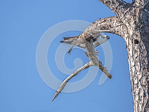 Osprey Eating the Last Bite of His Fish on a Tree Branch