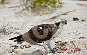 Osprey eating lunch at the beach