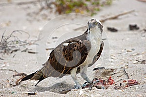 Osprey eating lunch at the beach