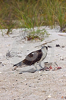 Osprey eating lunch at the beach