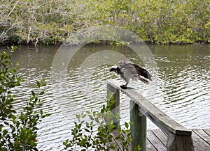 Osprey eating mullet fish in Florida.