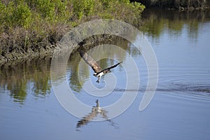 An osprey emerges out of the waterway and immediately resumes fishing