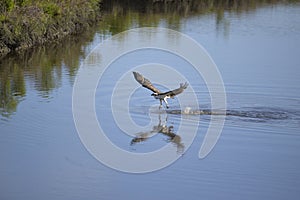 An osprey emerges from the water without a fish